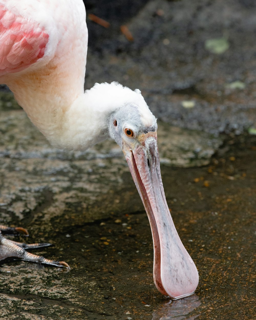 bird drinking body of water