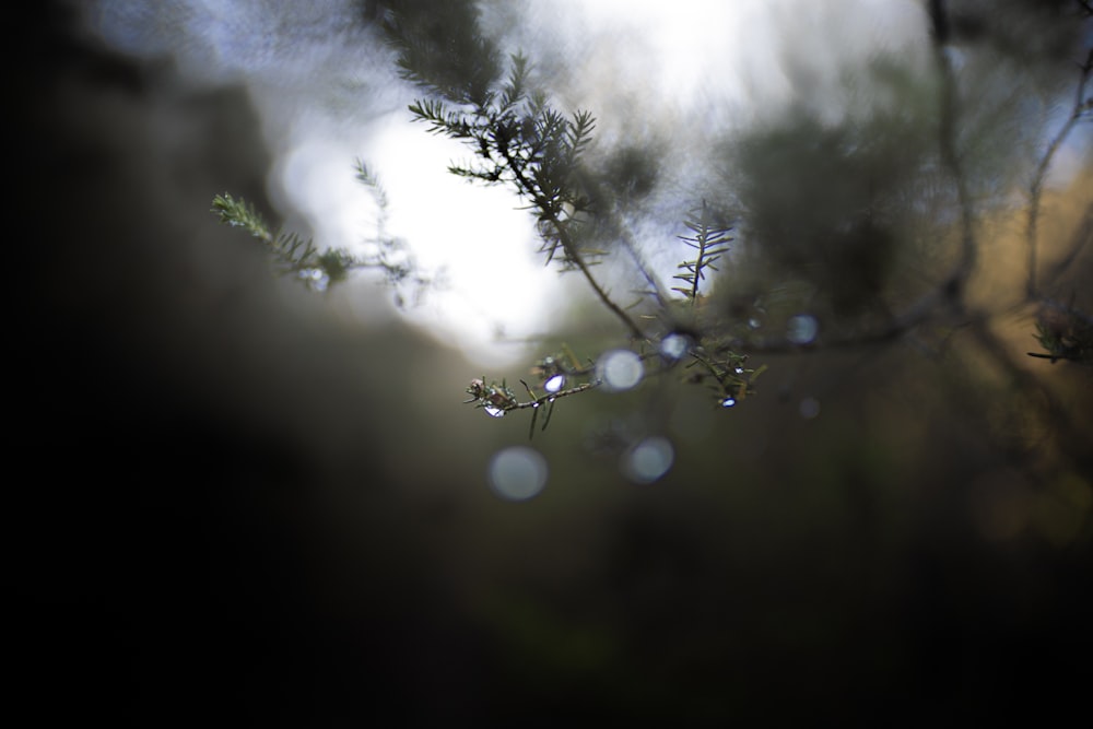 una rama de árbol con gotas de agua