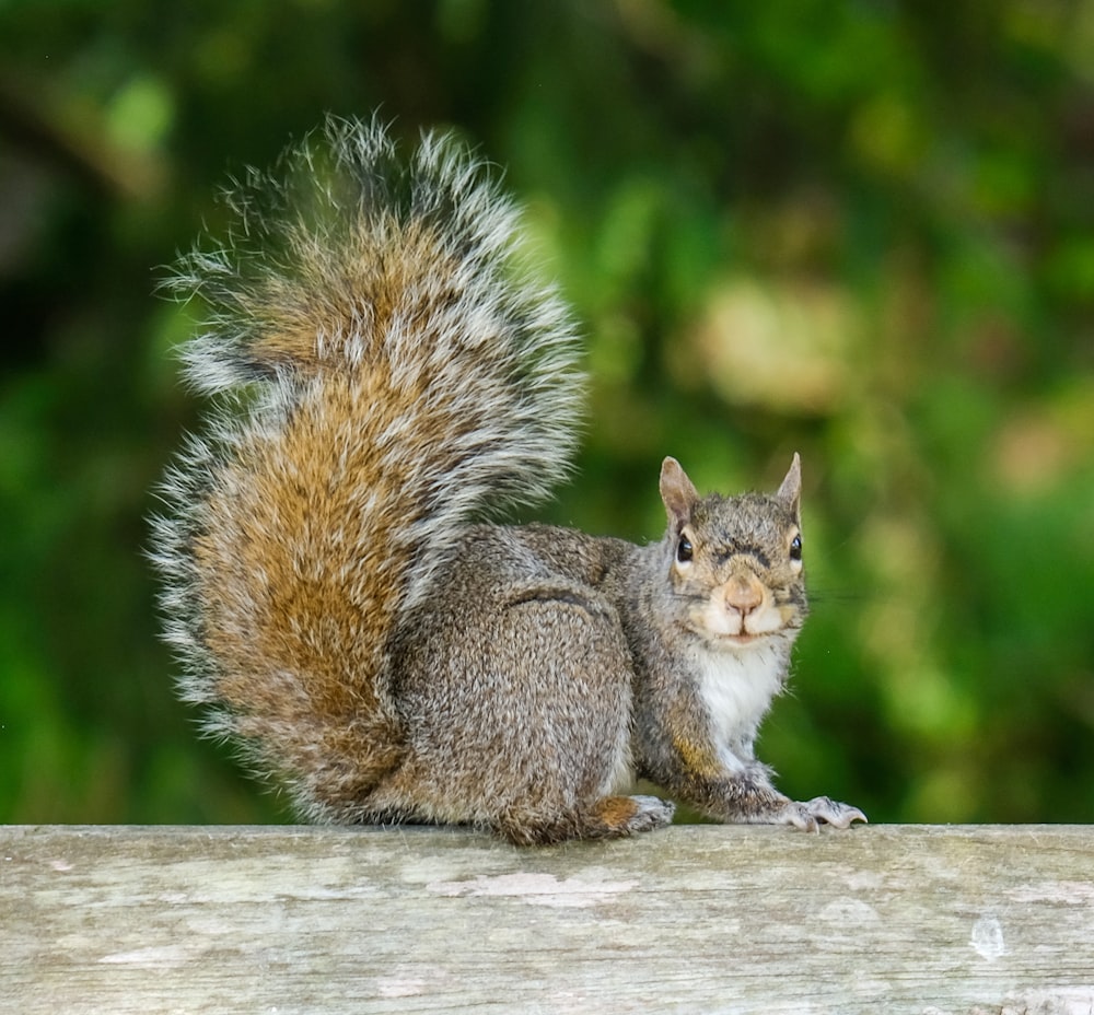 brown squirrel