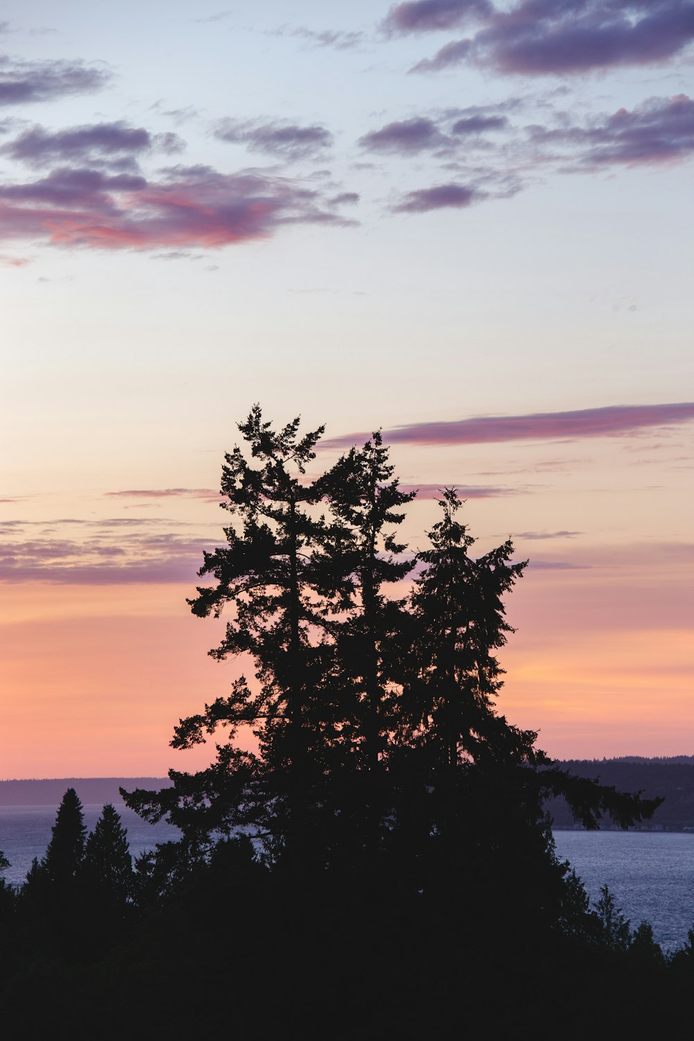 silhouette photography of tree during golden hour