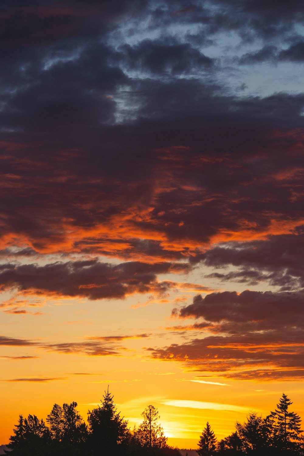 árvores sob céu nublado durante o dia