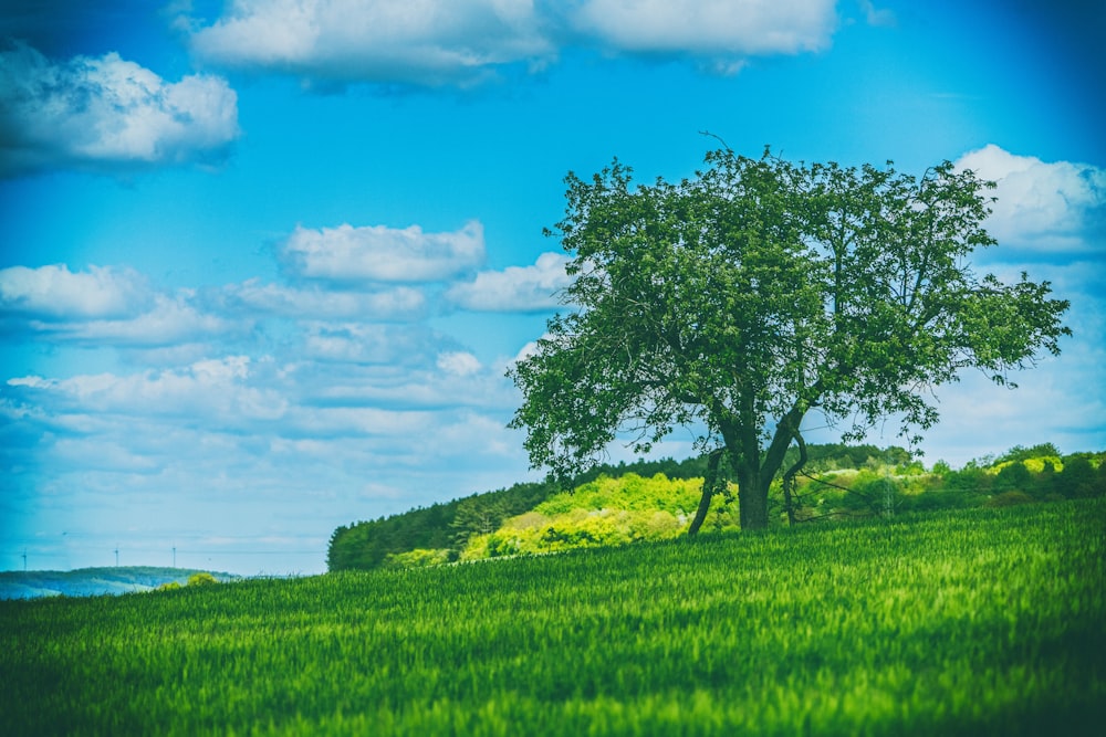 green-leafed tree