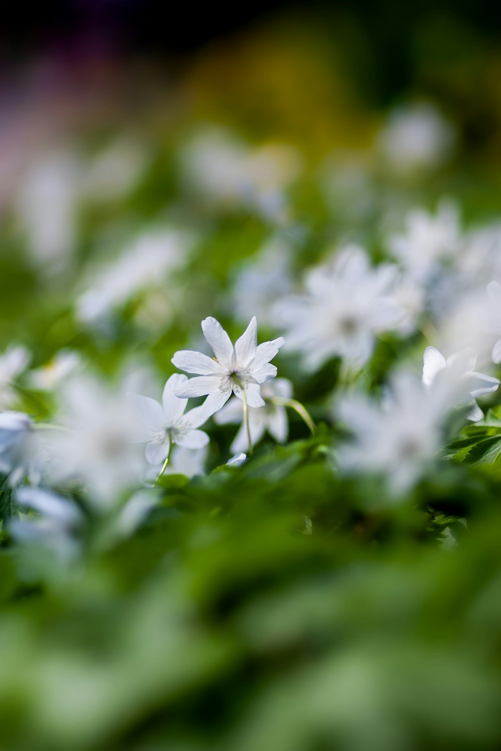 white 8-petal flower