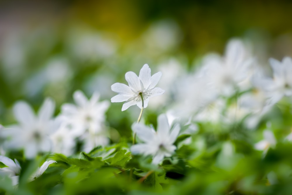 white-petaled flower