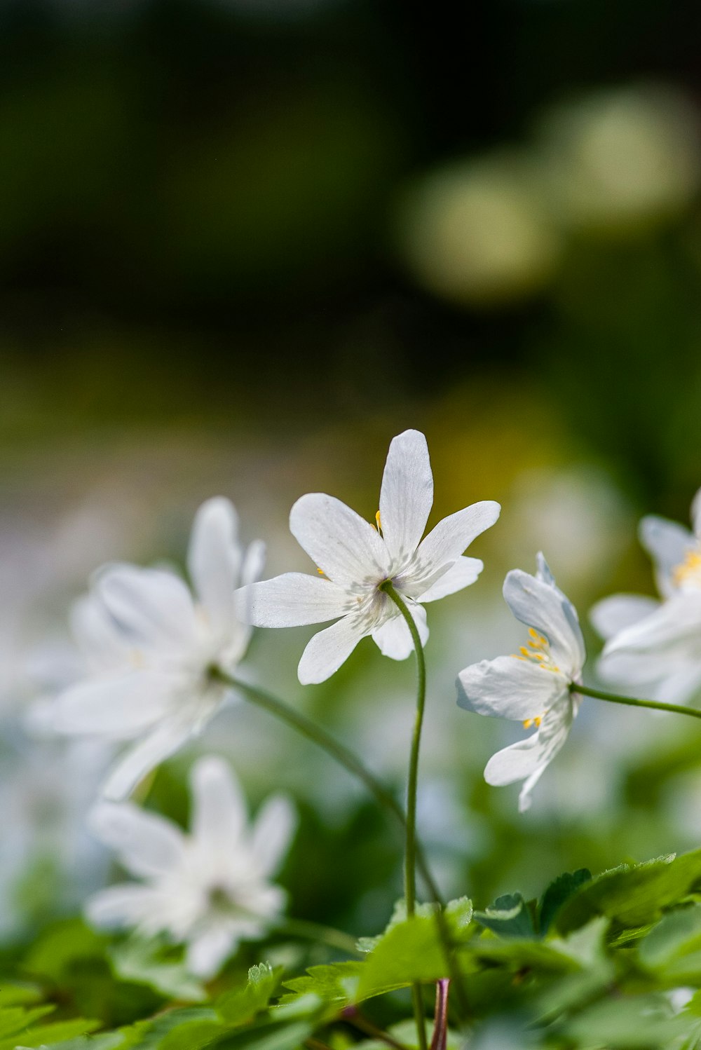 flor branca de pétalas