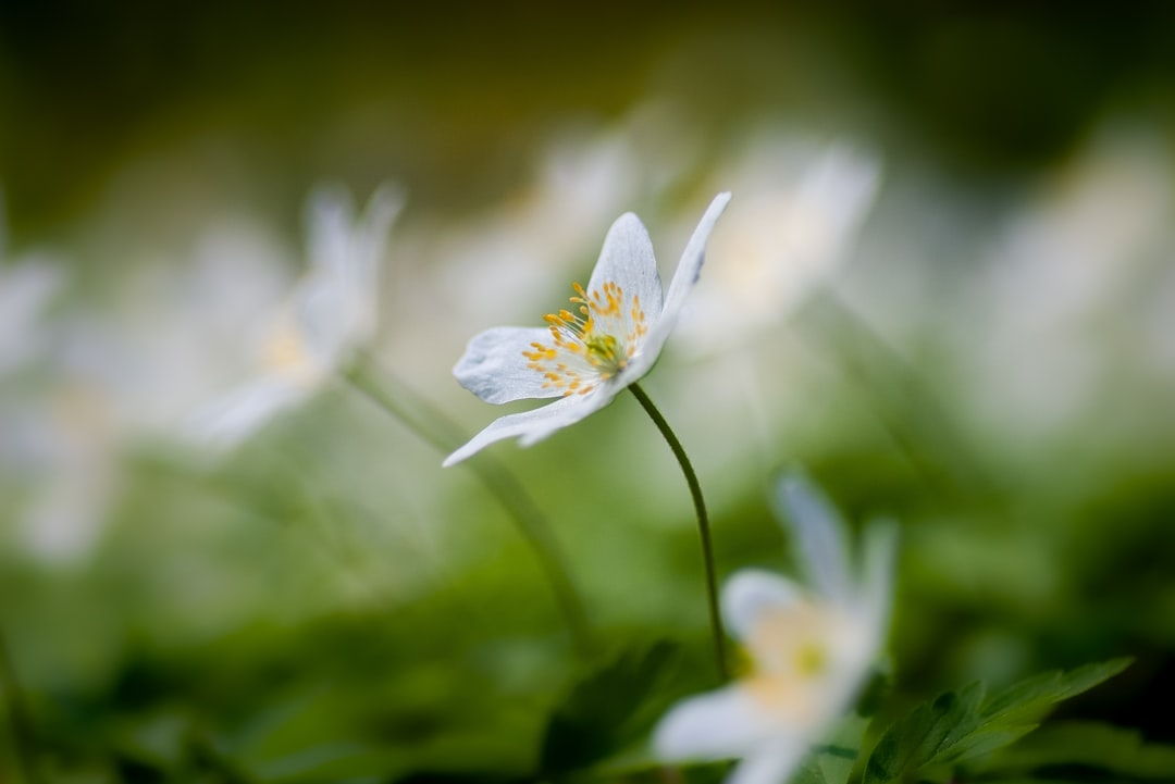 white petaled flower