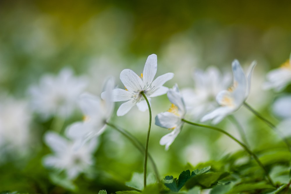 white-petaled flowers