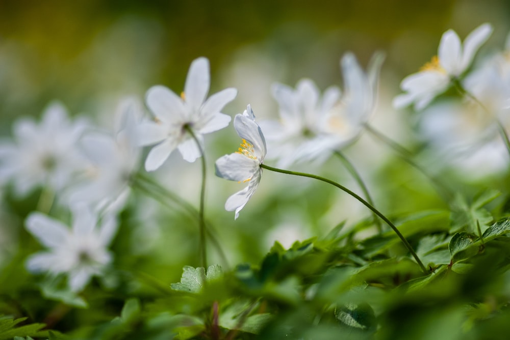 white petaled flower photography