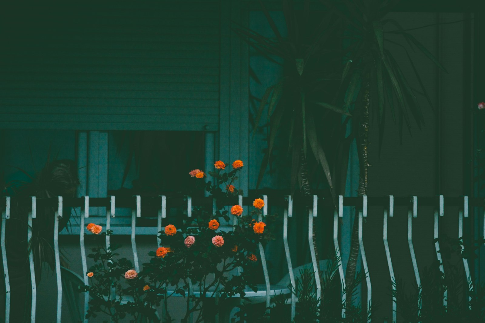 Nikon D7100 + Tamron SP 70-300mm F4-5.6 Di VC USD sample photo. Marigold flowers near fence photography