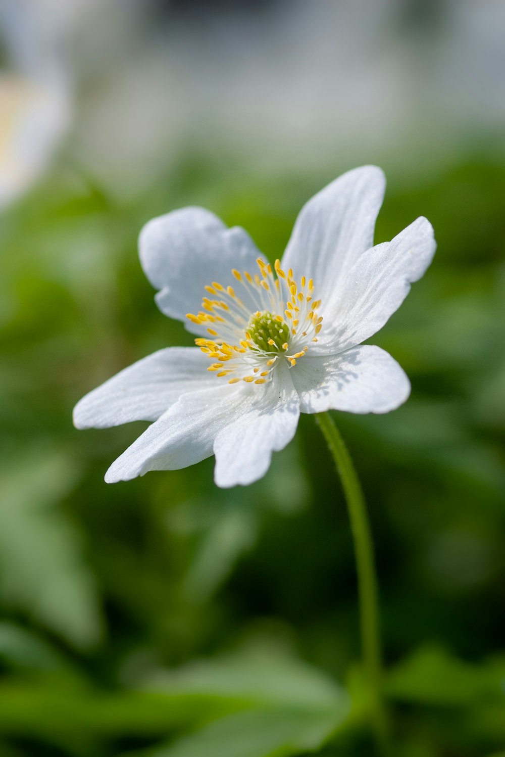 white poppy flower close-up photography