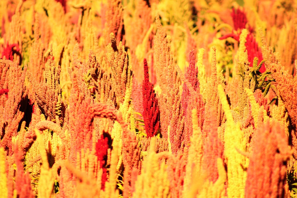 yellow and red flowers