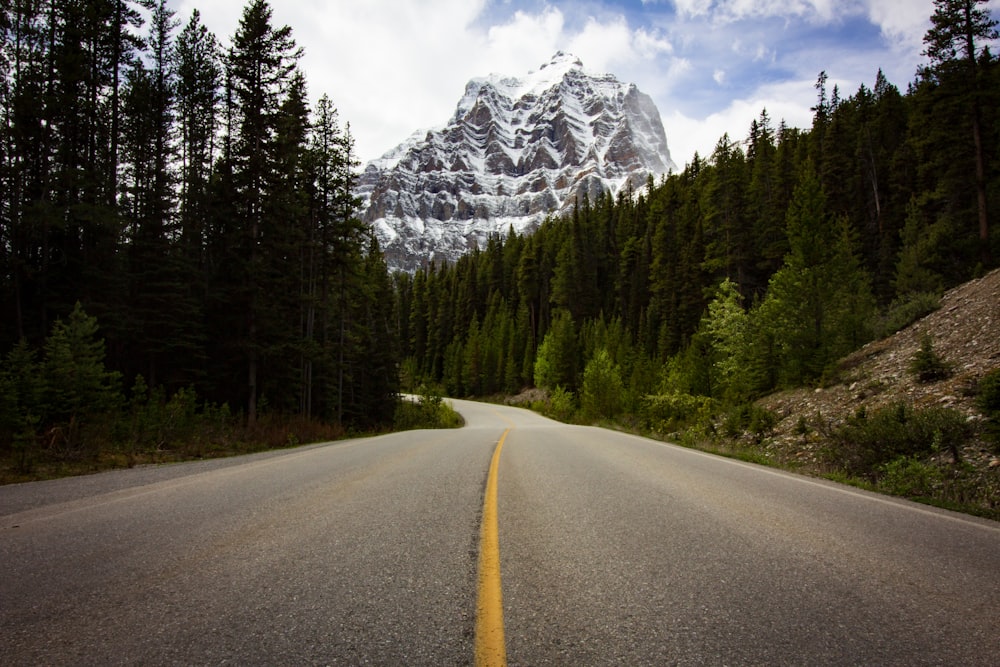 road near trees during daytime