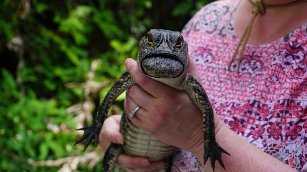 person carrying green reptile