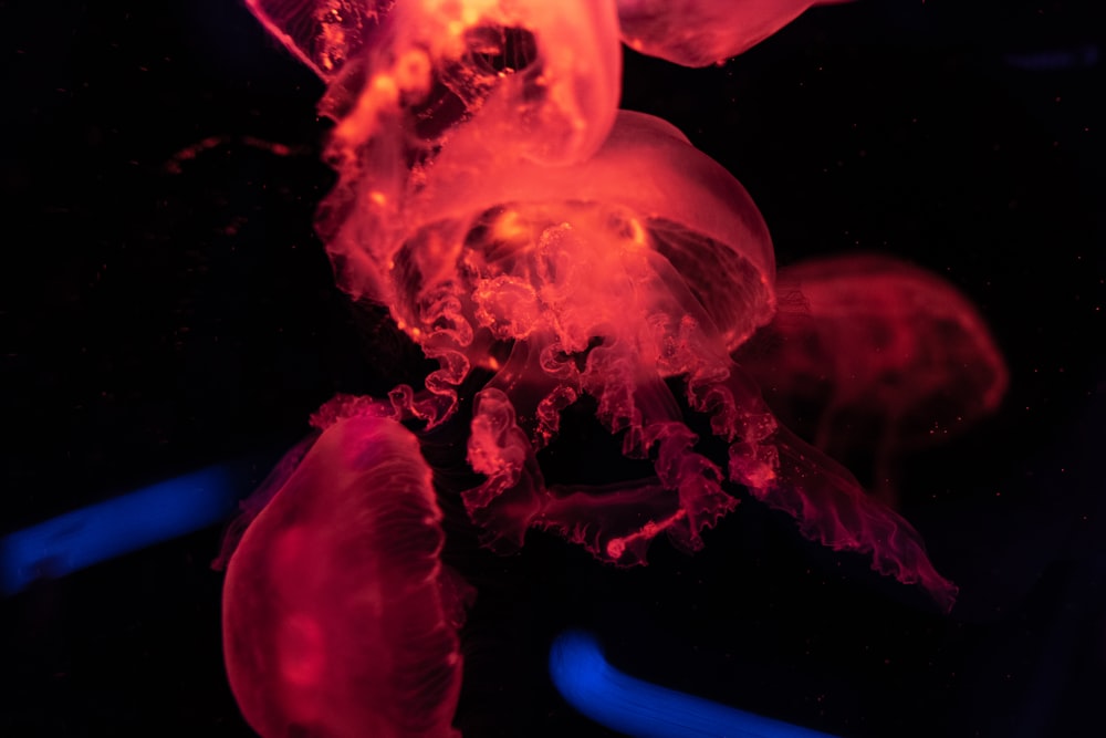 red jellyfish on focus photography