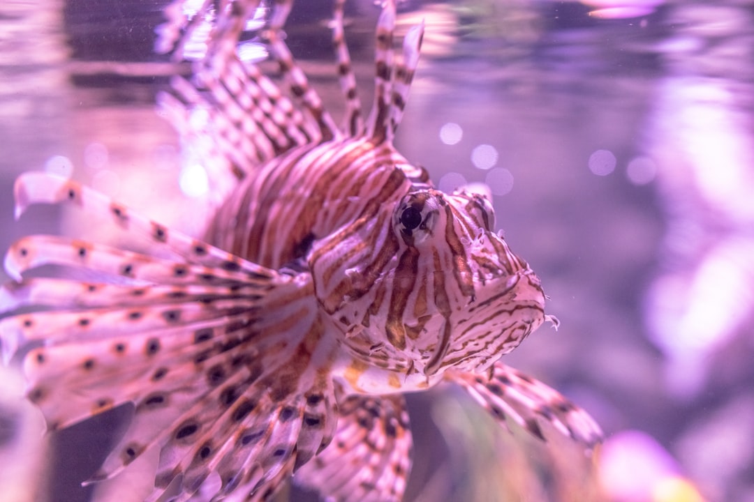 brown and white lionfish