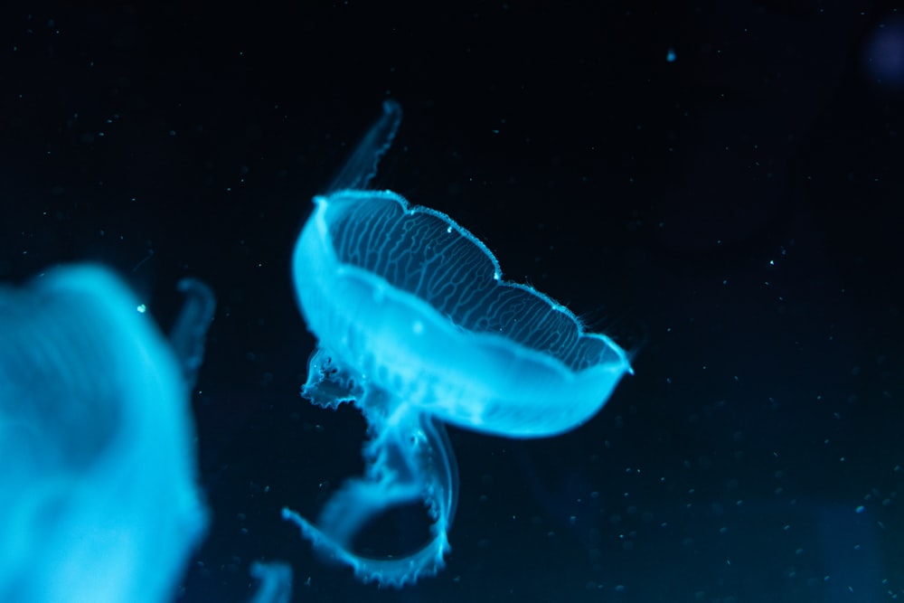 blue jellyfish