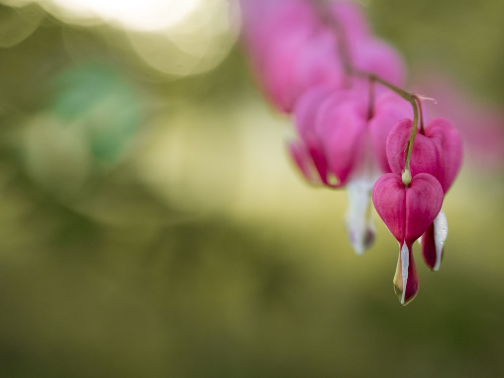 pink petaled flower