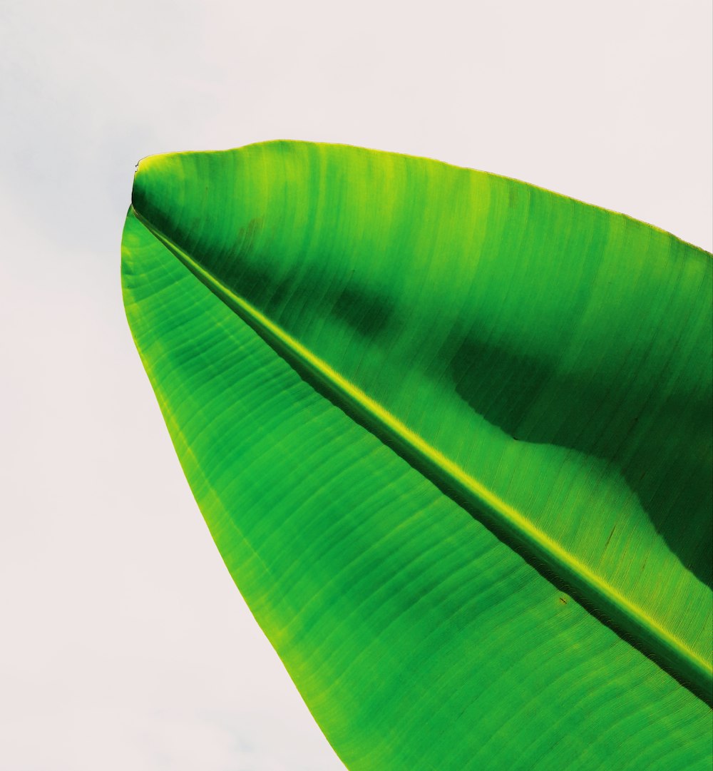 green banana leaf