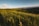 wheat field on mountain