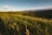 wheat field on mountain