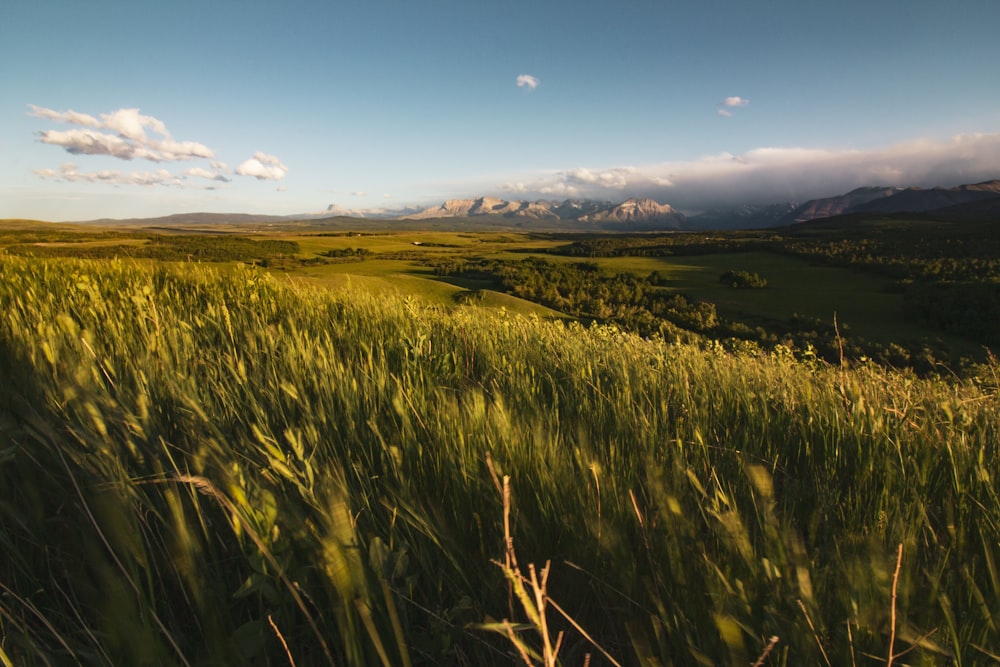 Campo de trigo na montanha