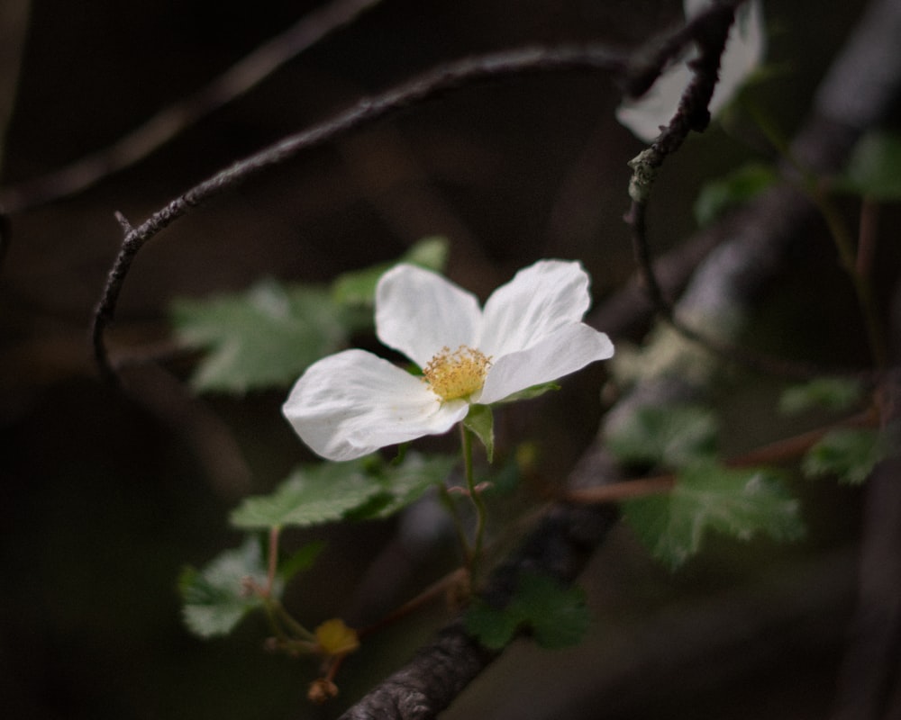 white-petaled flower on selective focus photography