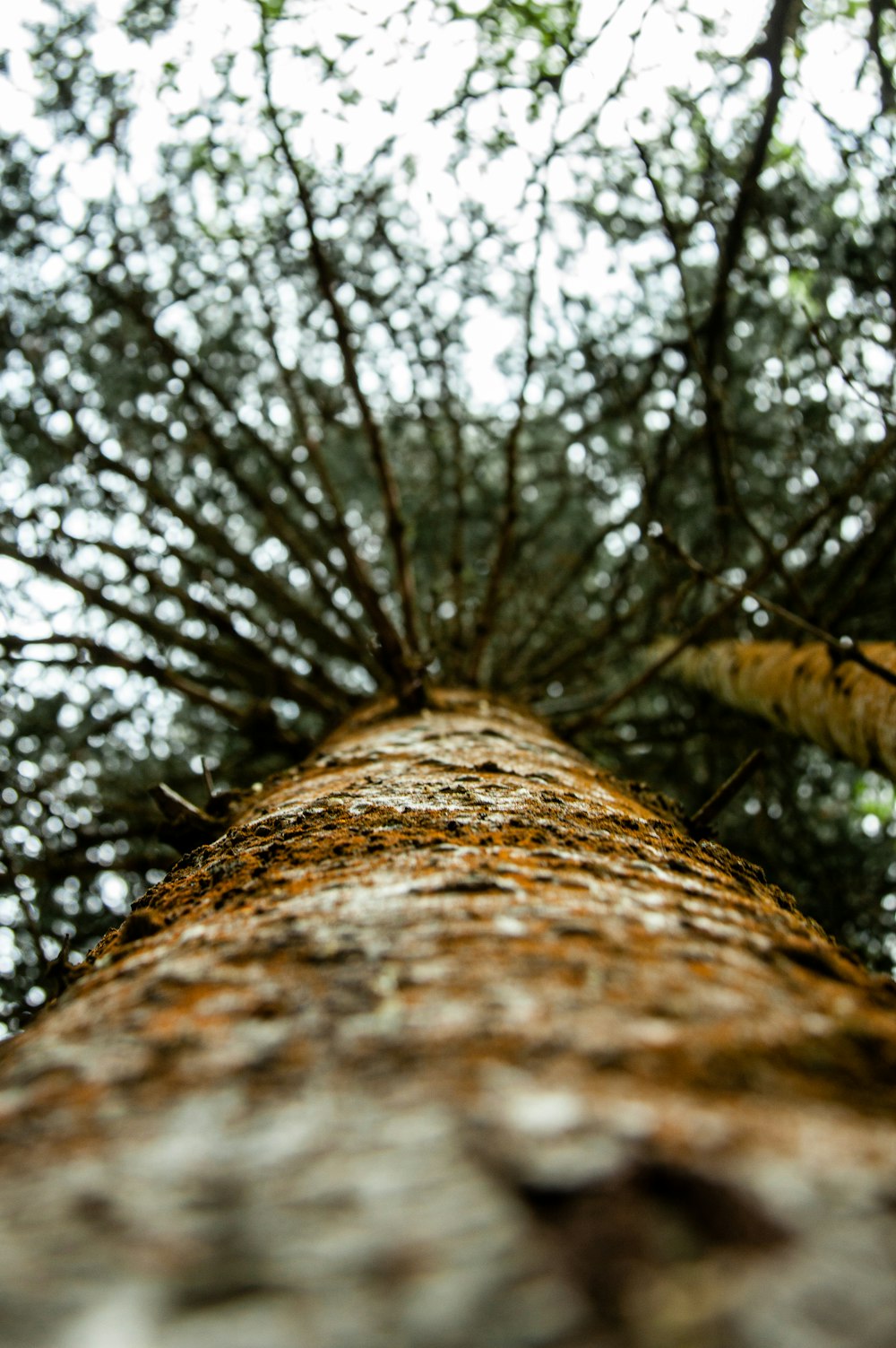 green tree during daytime