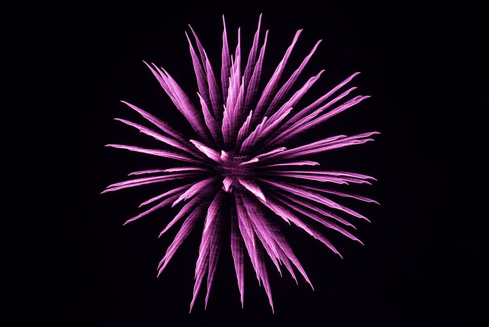 purple fireworks