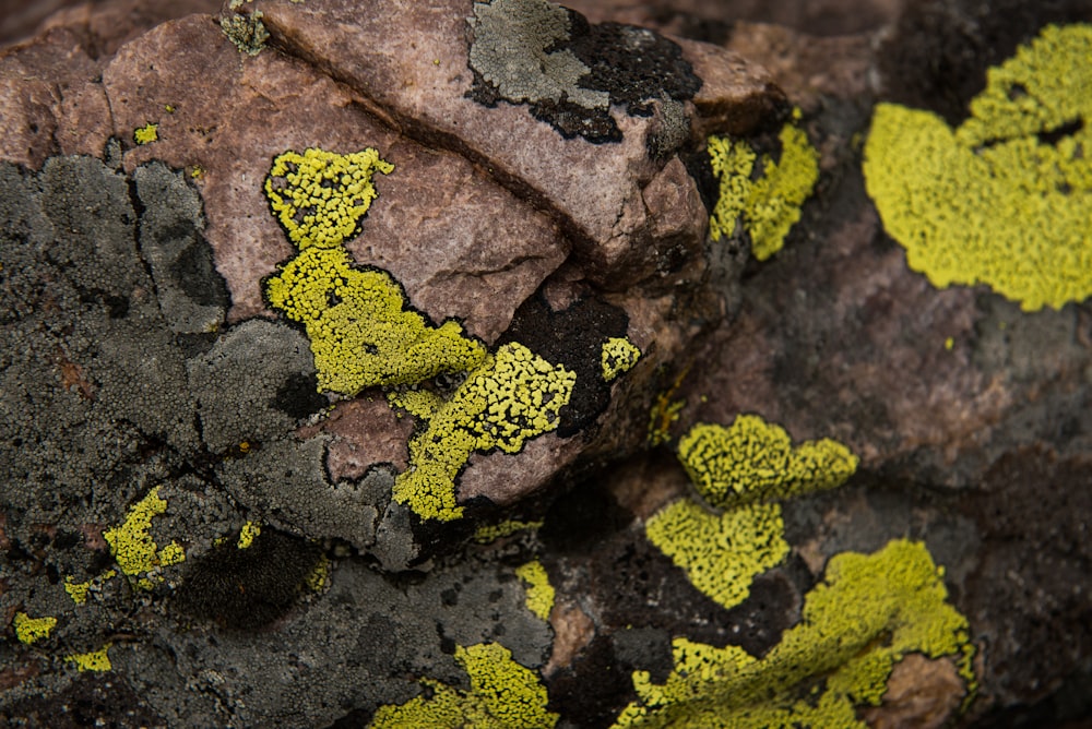 green moss on gray rock