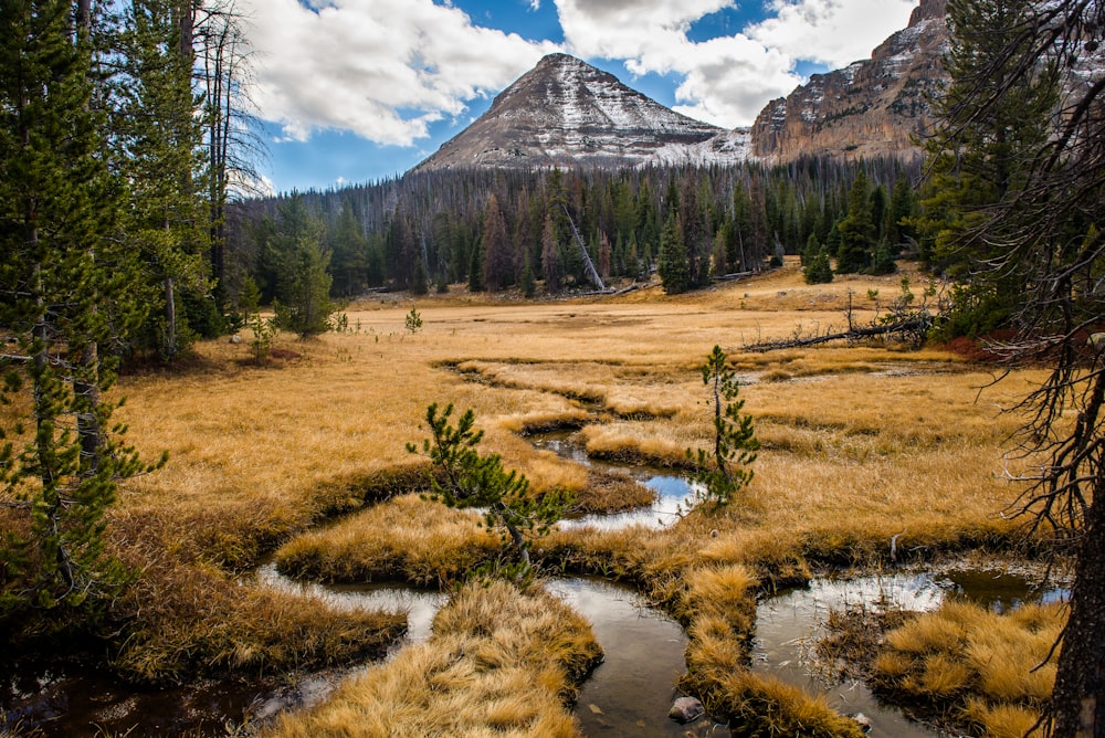 pine tree covered mountain during daytime