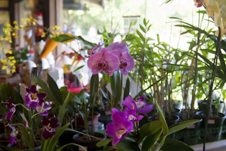 A serene corner of the store with orchids in varied shades of purple and green, bathed in gentle light.