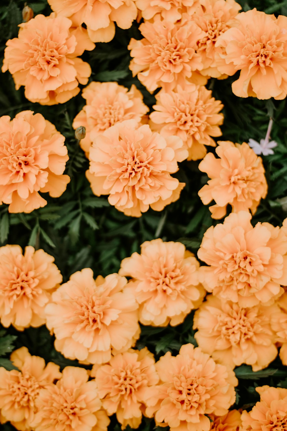 orange-petaled flowers