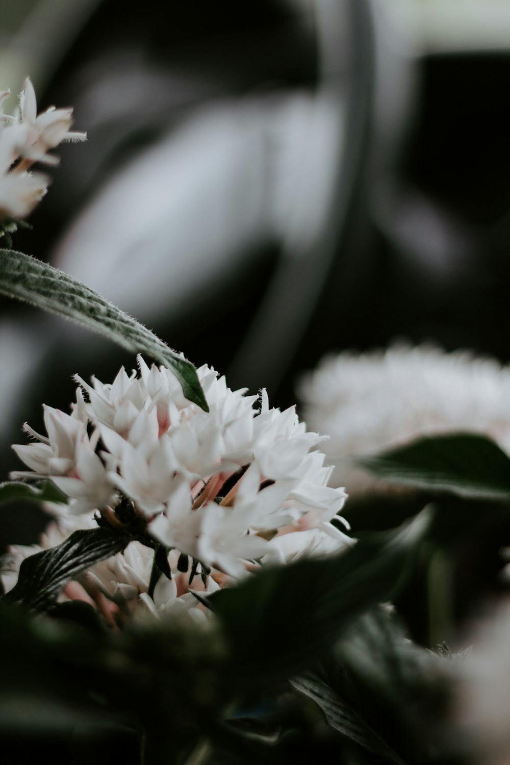 Nahaufnahme einer weißblättrigen Blume