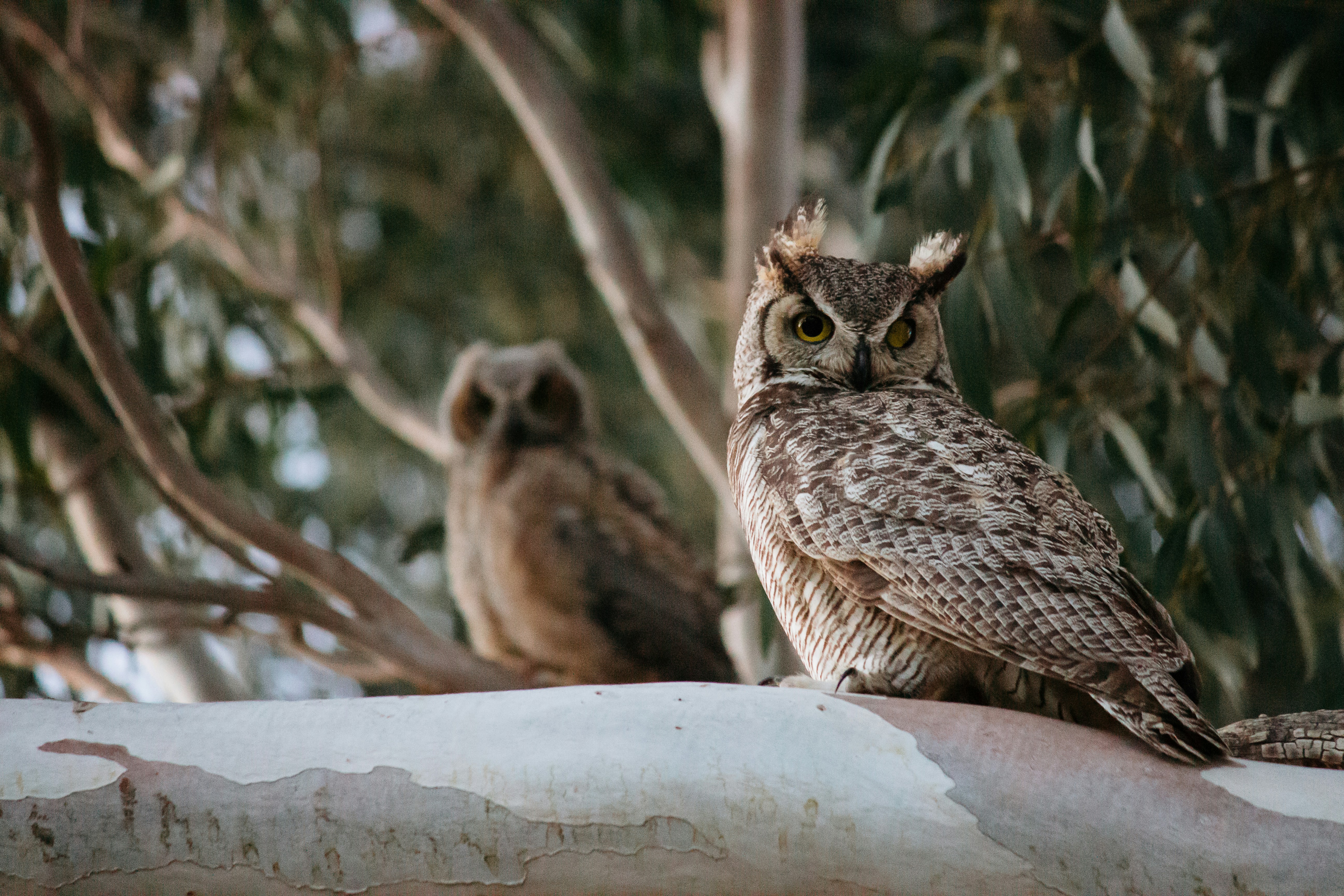 Photo by captainflowers