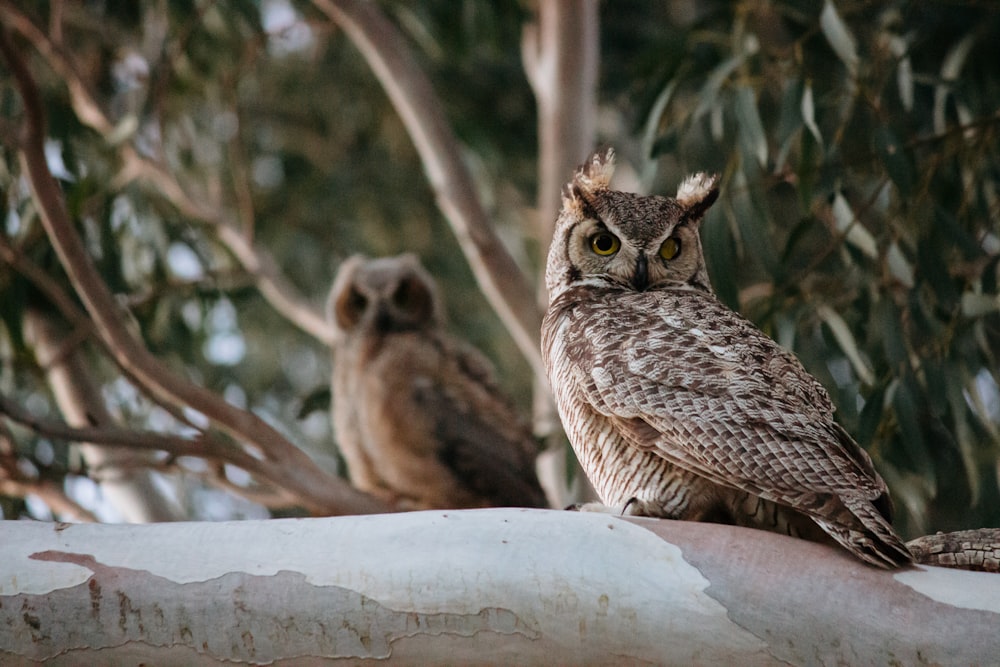 owl on tree branch