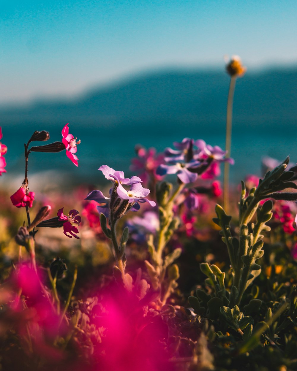 shallow focus photo of purple and pink flowers