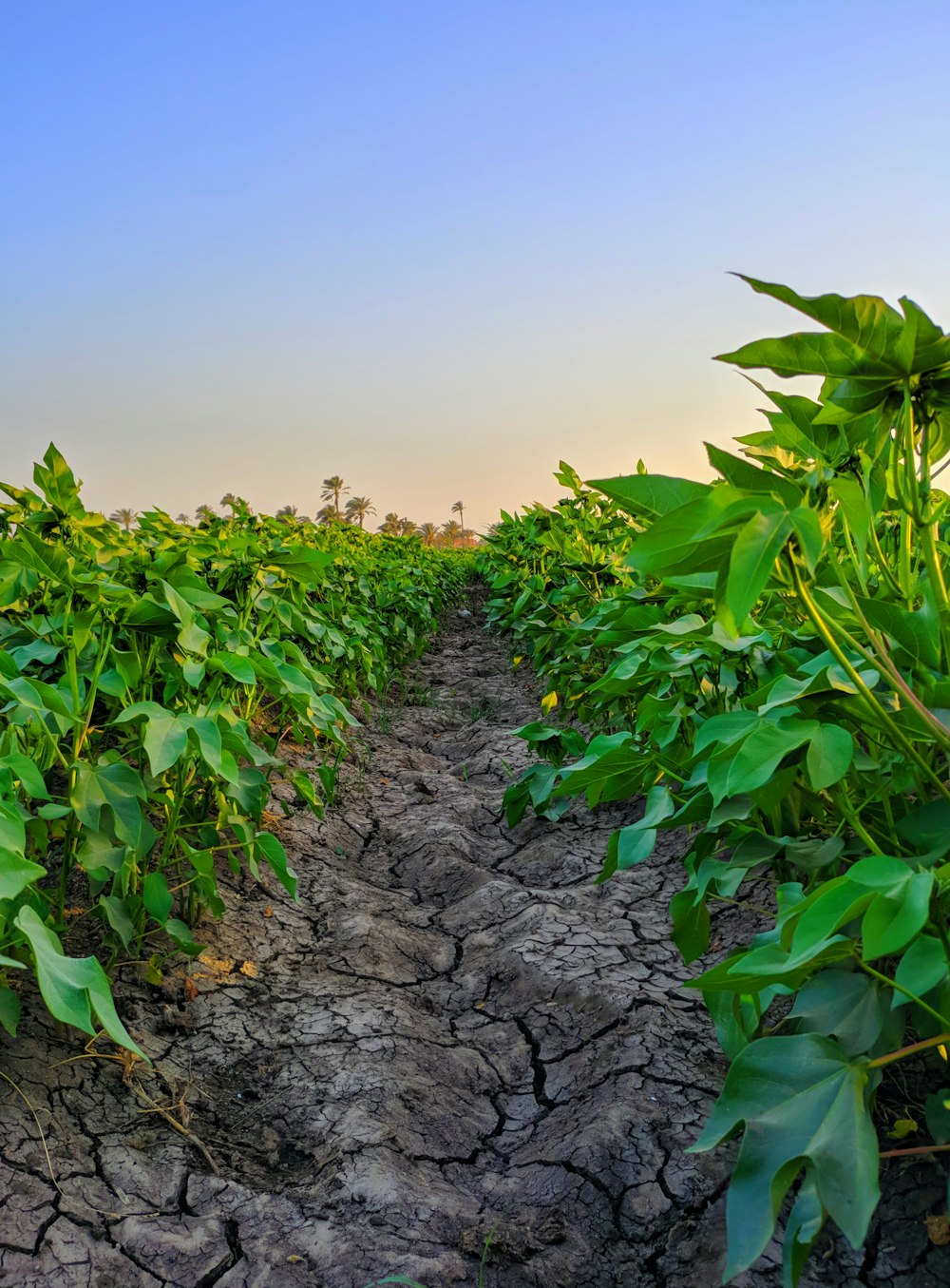 dried soil between plants