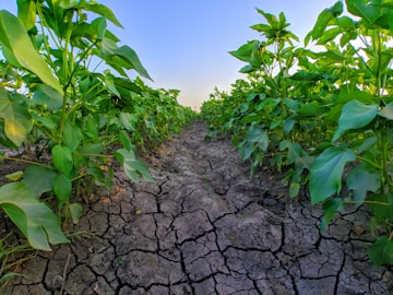 dry soil between plants
