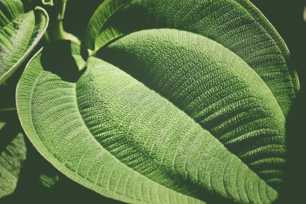 green-leafed plant