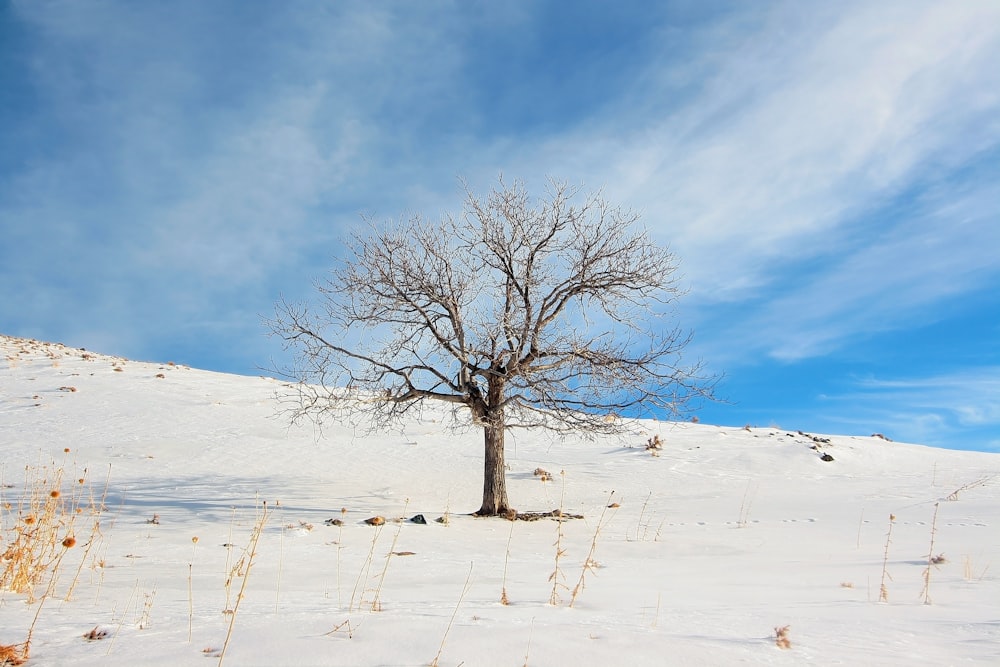 bare tree under cloudy sky during daytime