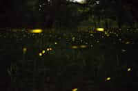 Fireflies at Dusk












By Malalai Noor Khan poetry stories