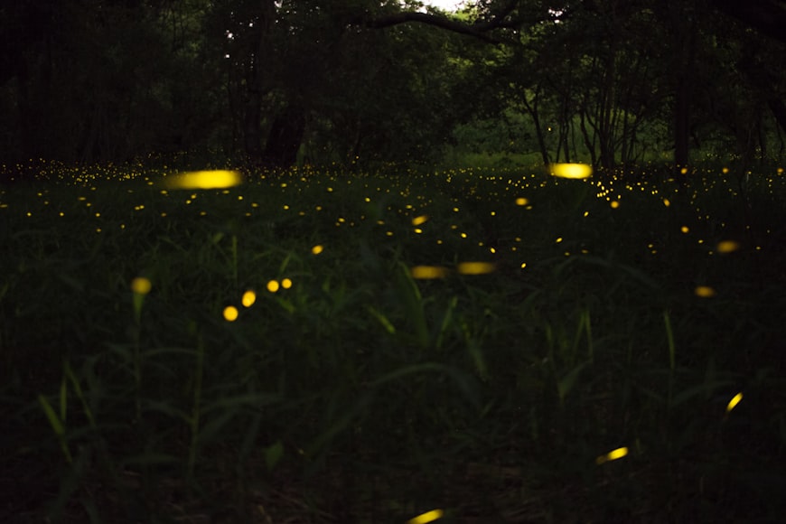 Luciérnagas brillando en la oscuridad de un bosque