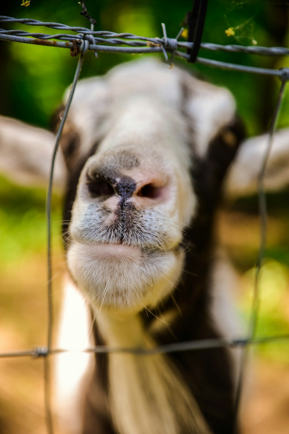 close-up photography of goat