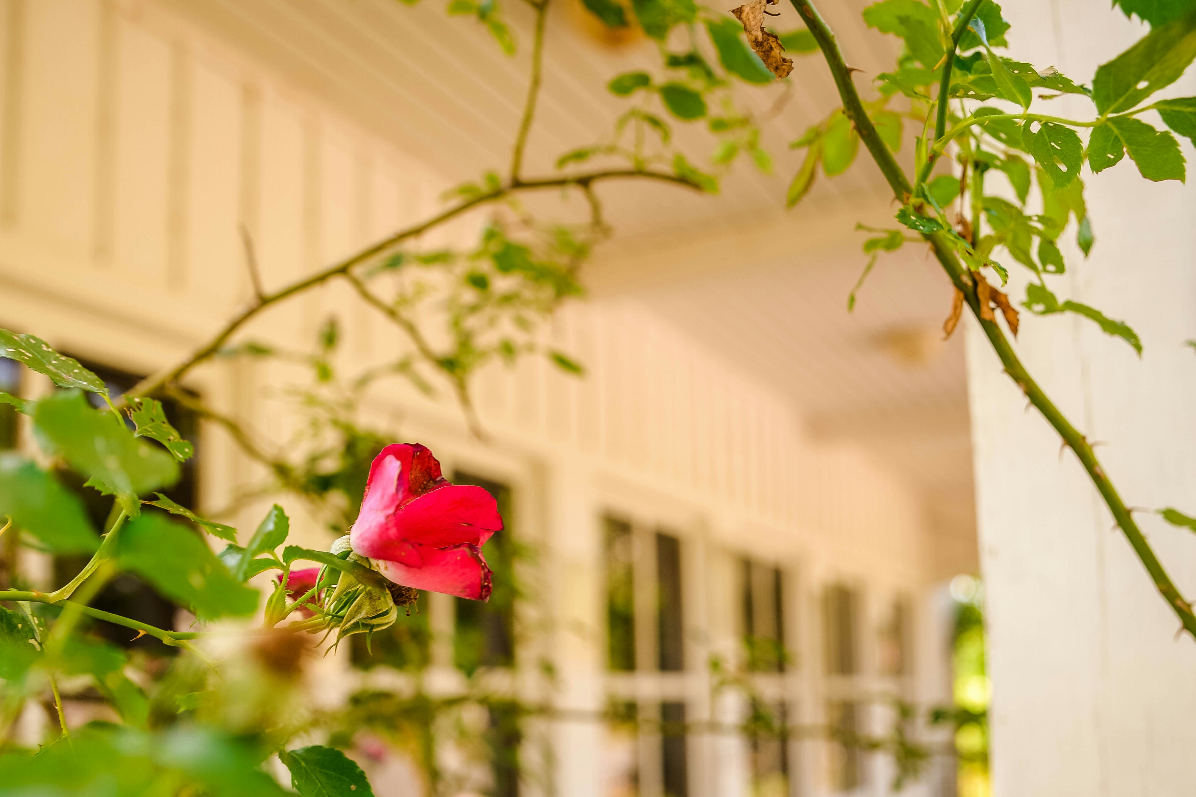 Photo by joyshotsphotography