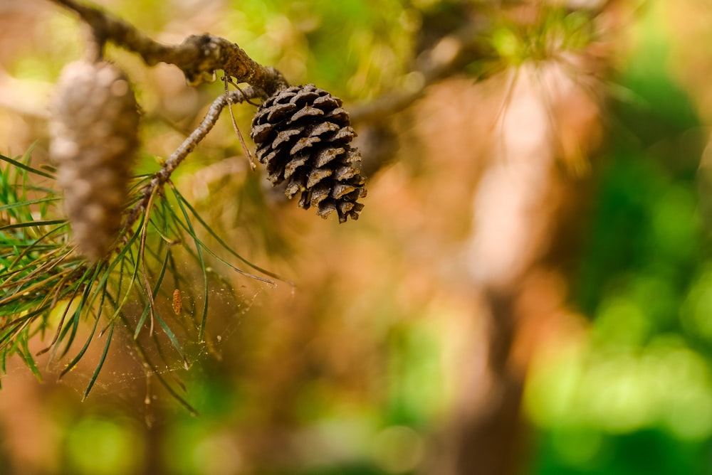 pine cone on tree