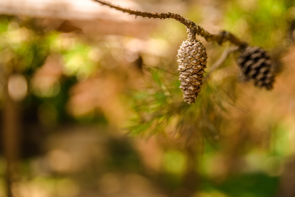 brown pine cone in tilt shift lens