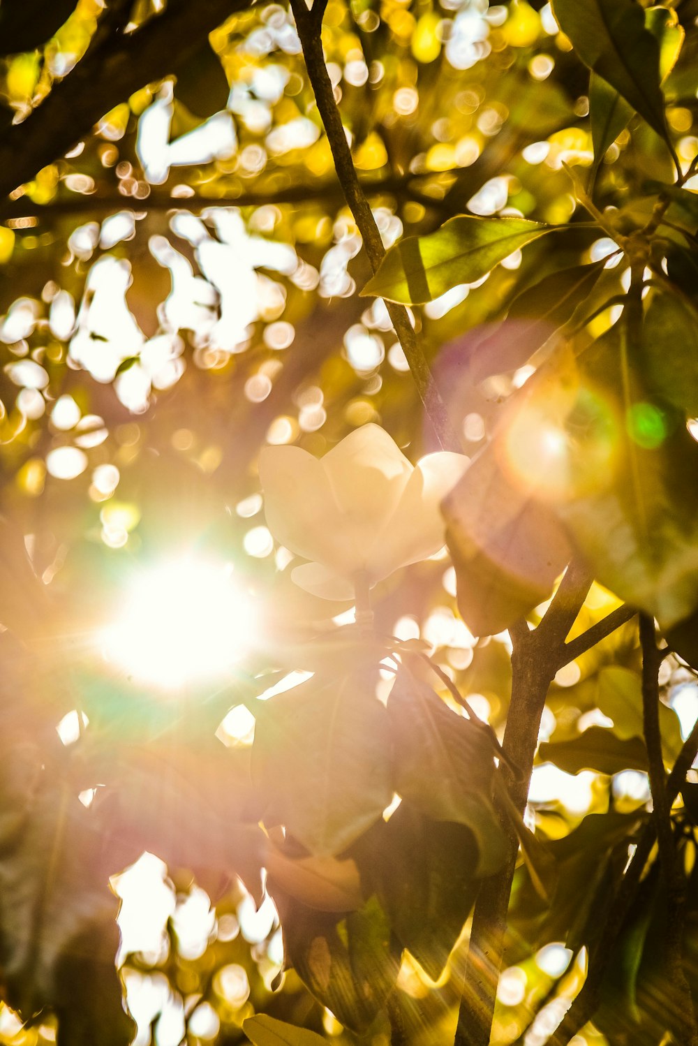 green-leafed plant during daytime