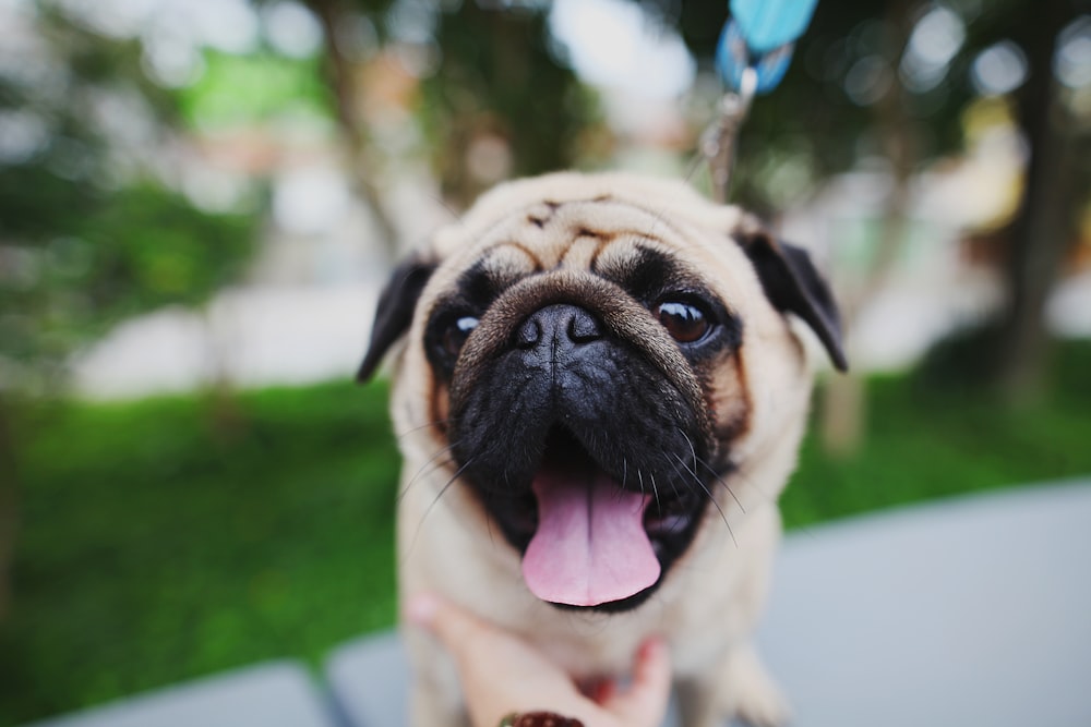 brown and black pug on concrete surface