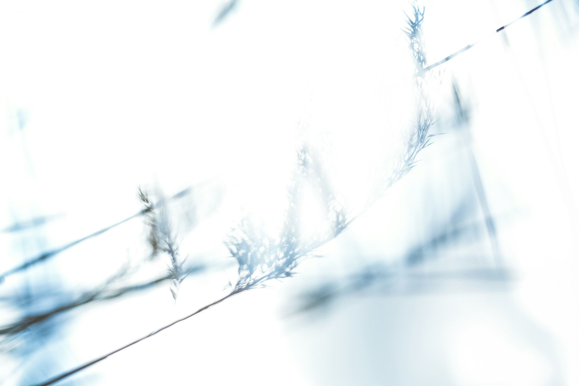 a blurry photo of a plant in the air