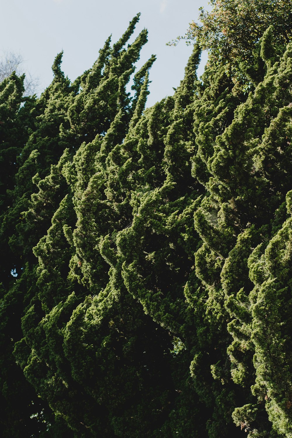 green leaf tree close-up photography